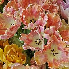 Pezzi bulbi tulipano usato  Spedito ovunque in Italia 