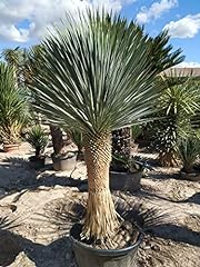 Silver yucca live for sale  Delivered anywhere in USA 