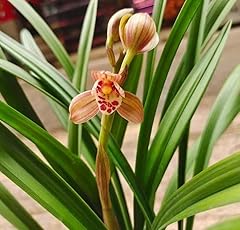 Cymus live cymbidium for sale  Delivered anywhere in USA 