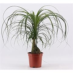 Beaucarnea recurvata flaschenb gebraucht kaufen  Wird an jeden Ort in Deutschland