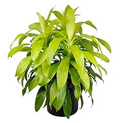American plant dracena for sale  Delivered anywhere in USA 