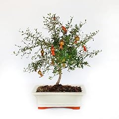 Kentis bonsai melograno usato  Spedito ovunque in Italia 