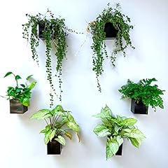 Lalagreen wall planter for sale  Delivered anywhere in USA 