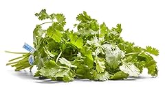 Herb cilantro organic for sale  Delivered anywhere in USA 