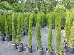 Gruenwaren jakubik mittelmeerz gebraucht kaufen  Wird an jeden Ort in Deutschland