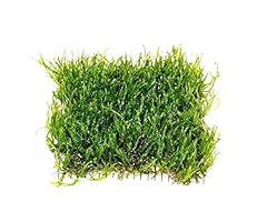 Flame moss mesh for sale  Delivered anywhere in USA 