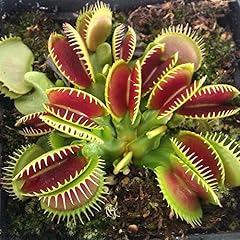 Haloppe dionaea muscipula usato  Spedito ovunque in Italia 