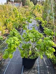 Oak tree quercus for sale  Delivered anywhere in UK