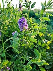 Usa alfalfa seeds for sale  Delivered anywhere in USA 