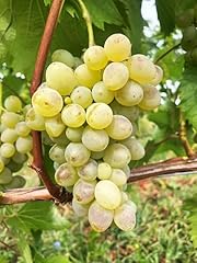 Verdelet robuste winterharte gebraucht kaufen  Wird an jeden Ort in Deutschland