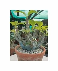 Stk pachypodium windsorii gebraucht kaufen  Wird an jeden Ort in Deutschland