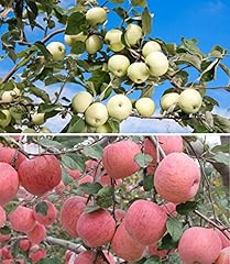 Apple tree fruit for sale  Delivered anywhere in USA 