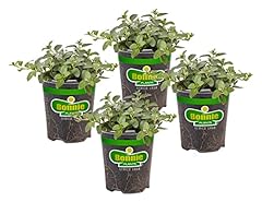 Bonnie plants peppermint for sale  Delivered anywhere in USA 