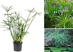 Cyperus alternifolius seeds for sale  Delivered anywhere in UK