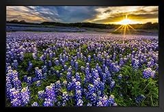 Texas bluebonnet flowers for sale  Delivered anywhere in USA 
