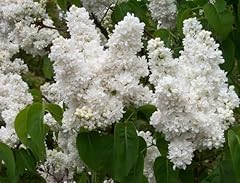 Syringa vulgaris madame for sale  Delivered anywhere in UK
