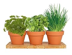 Totalgreen holland herb for sale  Delivered anywhere in USA 