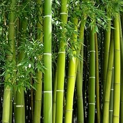 300 pcs green for sale  Delivered anywhere in USA 