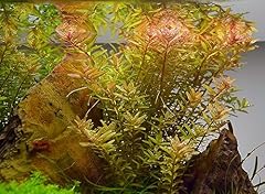 Rotala rotundifolia pianta usato  Spedito ovunque in Italia 