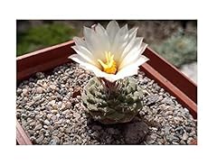 Pcs 10x strombocactus for sale  Delivered anywhere in UK