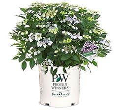 Proven winners hydrangea for sale  Delivered anywhere in USA 