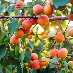 Albero albicocco prunus usato  Spedito ovunque in Italia 