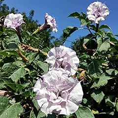 Semi datura stramonio usato  Spedito ovunque in Italia 