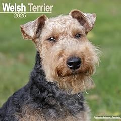 Welsh terrier 2025 for sale  Delivered anywhere in UK