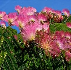 Seeds rain tree for sale  Delivered anywhere in USA 