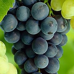 Grape vitis plant for sale  Delivered anywhere in UK