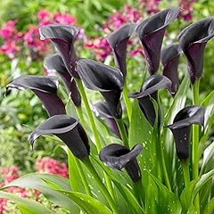 Yougarden black calla for sale  Delivered anywhere in UK