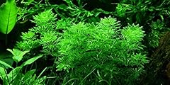 Limnophila sessiliflora ambuli usato  Spedito ovunque in Italia 