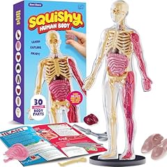 Human anatomy squishy for sale  Delivered anywhere in USA 