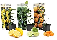 Plant box citrus gebraucht kaufen  Wird an jeden Ort in Deutschland