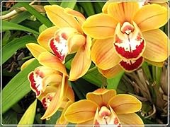 Cymbidium bulbs planting for sale  Delivered anywhere in UK
