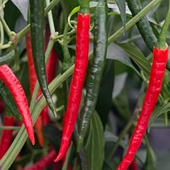 Chilli pepper chiang for sale  Delivered anywhere in UK