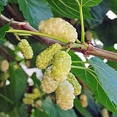 White mulberry plants for sale  Delivered anywhere in USA 