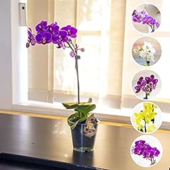 Elegant moth orchid for sale  Delivered anywhere in UK
