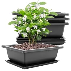 Ldhhyh stück bonsai gebraucht kaufen  Wird an jeden Ort in Deutschland