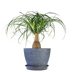 Perfect plants ponytail for sale  Delivered anywhere in USA 