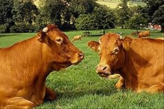 485097 two guernsey for sale  Delivered anywhere in UK