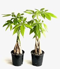 Pack money tree for sale  Delivered anywhere in USA 