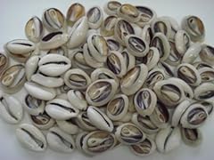 Cowrie shells cut for sale  Delivered anywhere in USA 