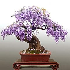 Generic wisteria bonsai for sale  Delivered anywhere in UK