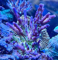 Live purple acropora for sale  Delivered anywhere in USA 