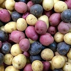 Semi patate 100 usato  Spedito ovunque in Italia 