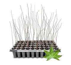 Sweetgum tree live for sale  Delivered anywhere in USA 