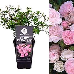 Carbeth plants garden for sale  Delivered anywhere in UK