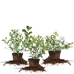 Perfect plants pack for sale  Delivered anywhere in USA 