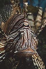 Lion fish journal for sale  Delivered anywhere in UK